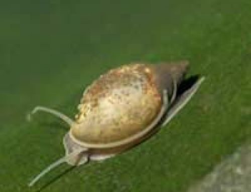 Pond Snails in Your Pond