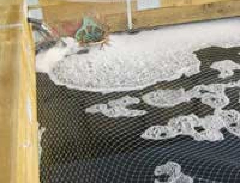 What Could be the Reason for all the Fish Dying? Pond Expert