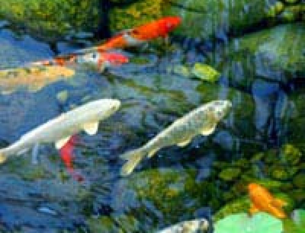 Fast Facts About Ponds Pond Expert