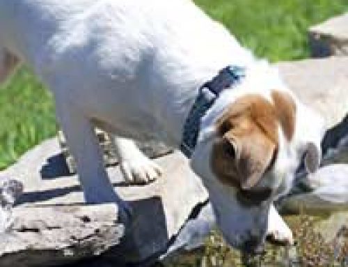 Pets and Pond Safety
