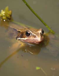 Frogs and Frogspawn