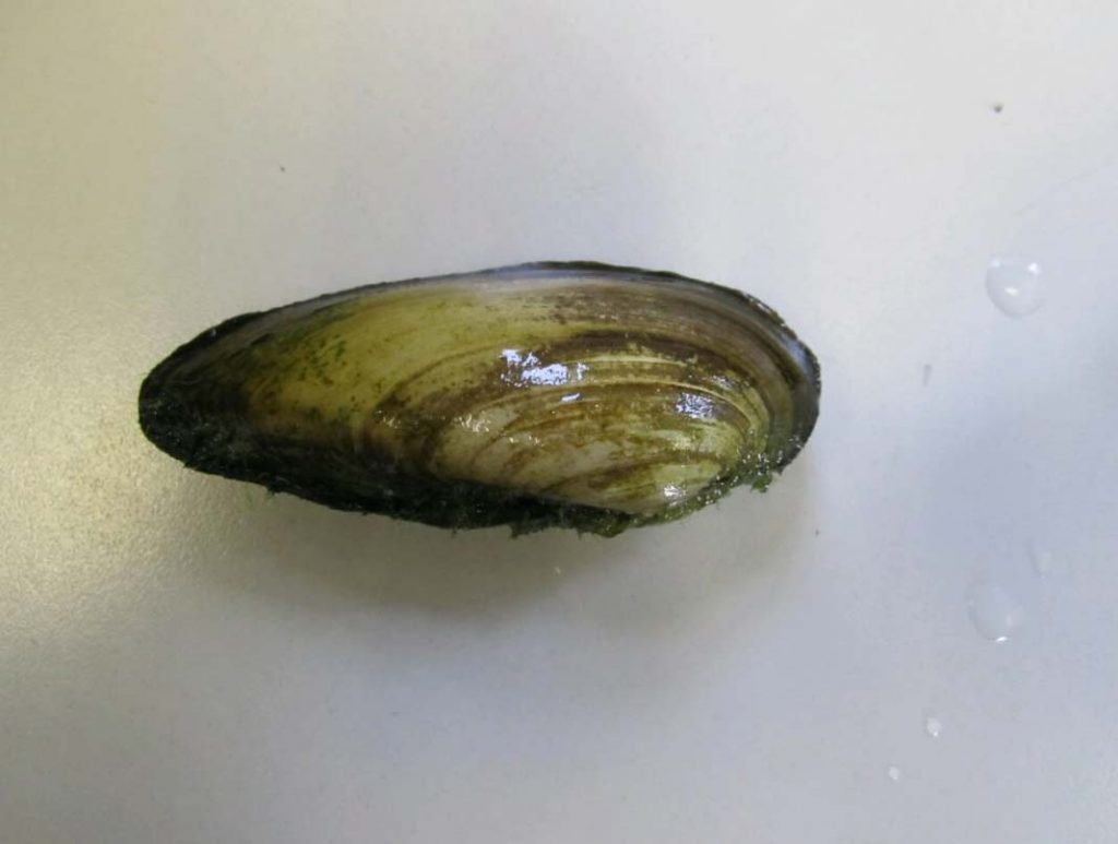 Pond Snails Pond Expert