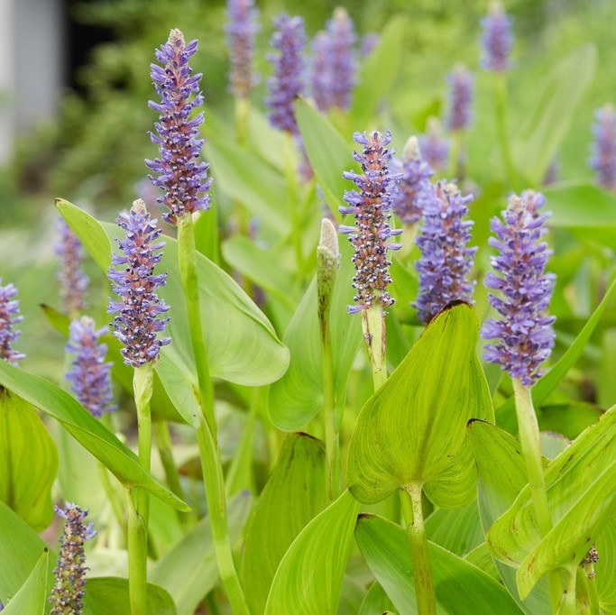 Deep Water Pond Plants Pond Expert