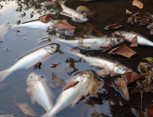 What to Do with a Dead Fish in Your Pond: Proper Disposal and Removal